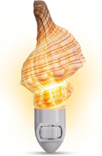 Nautical Crush Trading Seashell Night Light – Beach Night Light with Real Fox Sea – Shell Light for Bathroom – Sea Shell Lamp – Seashell Lamp Plug Into Wall