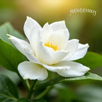 McCall’s Candles | Gardenia | Scented Wax Melt | Fresh Gardenia Blossom & Soft White Petals | 6-Piece Break-Apart Bar | 12–24 Hours Per Wedge | Poured in the USA | 5.5 oz