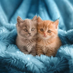 Hyde Lane Dark Teal Fuzzy Throw Blanket for Couch Sofa, Reversible Ultra Soft Faux Fur Throws, Plush Fluffy Blankets | 60x80 Peacock Blue