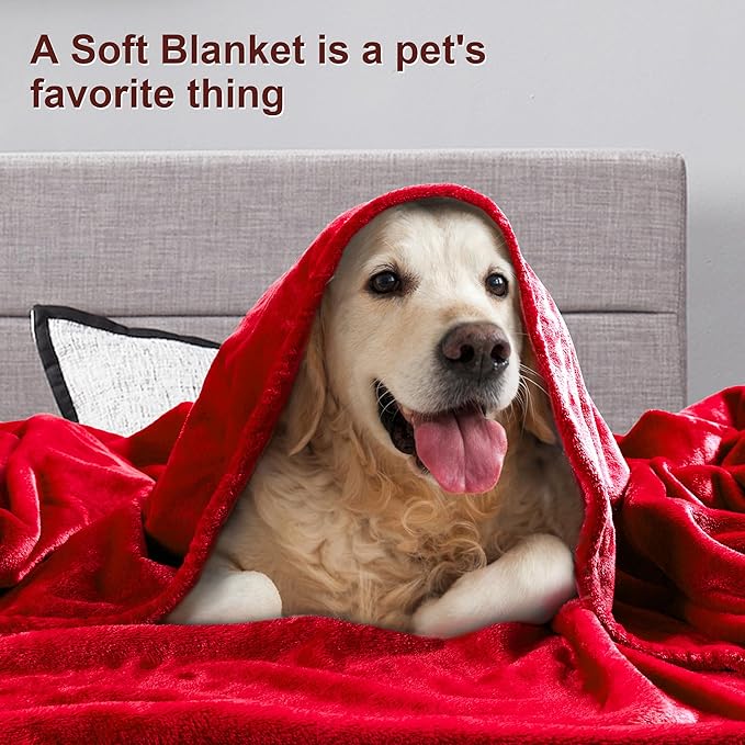 DREAMNINE Ultra Large Soft Fuzzy Flannel Fleece Blanket Queen Size 90" x 90", Decorative Solid Lightweight Fluffy Velvet Bed Blanket,Luxury Big Cute Cozy Shag Plush Microfiber Blankets for Bedroom,Red