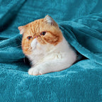 Bedsure Teal Blue Fleece Blanket 50x70 Blanket - 300GSM Soft Lightweight Plush Cozy Blankets for Bed, Sofa, Couch, Travel, Camping